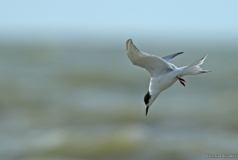 Photo Oiseaux