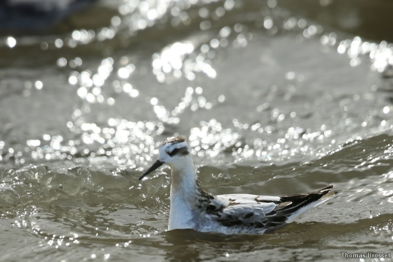 Photo Oiseaux