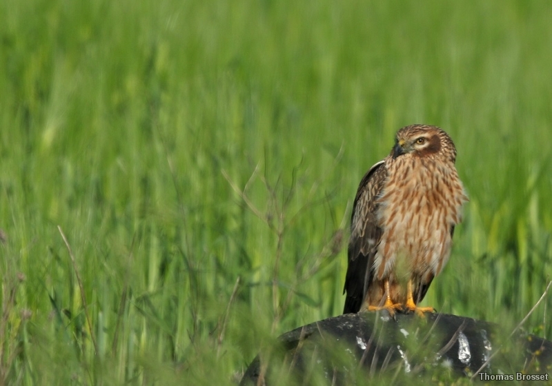 Photo Oiseaux