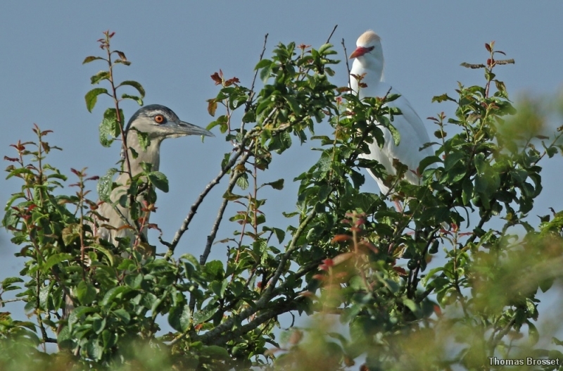 Photo Oiseaux
