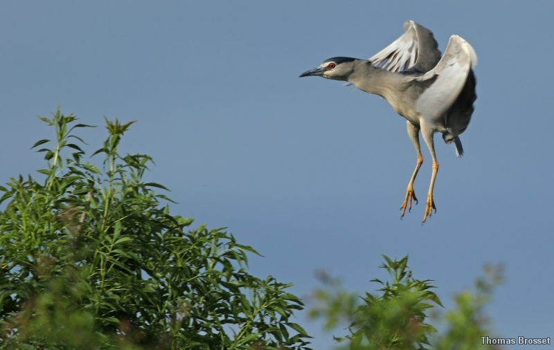 Photo Oiseaux