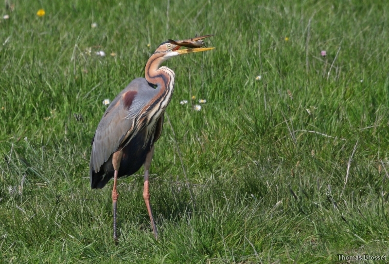 Photo Oiseaux