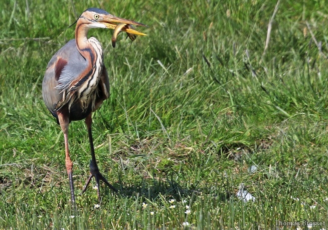 Photo Oiseaux