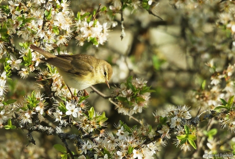 Photo Oiseaux