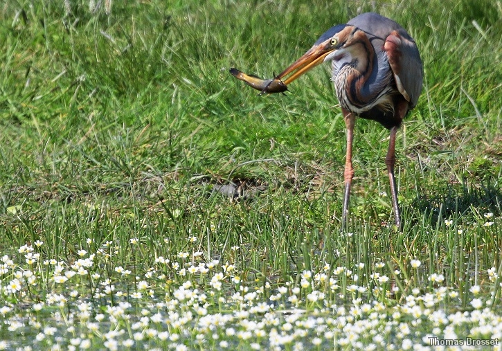 Photo Oiseaux