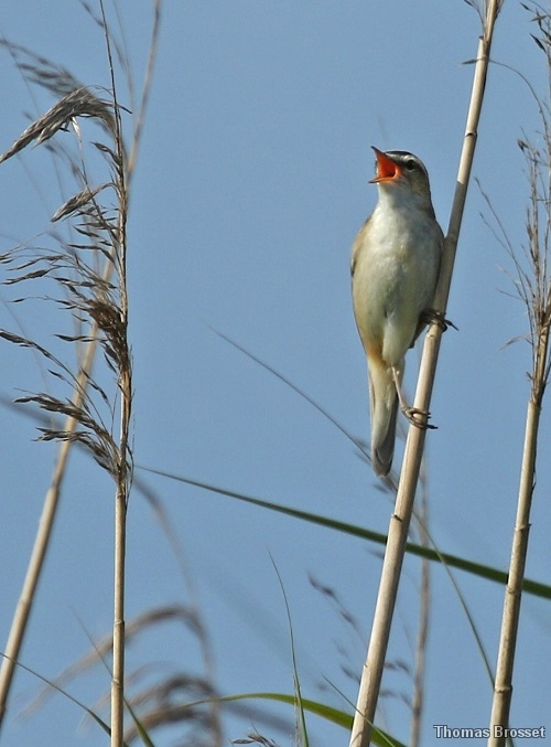 Photo Oiseaux