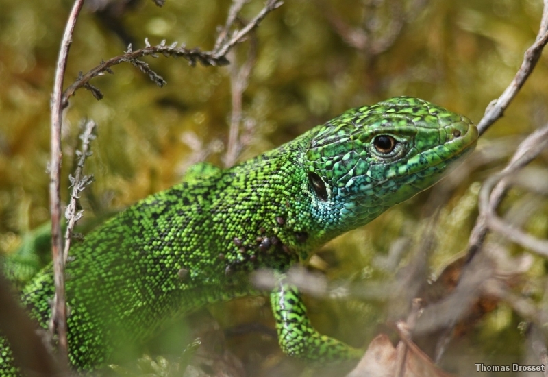 Photo Reptiles