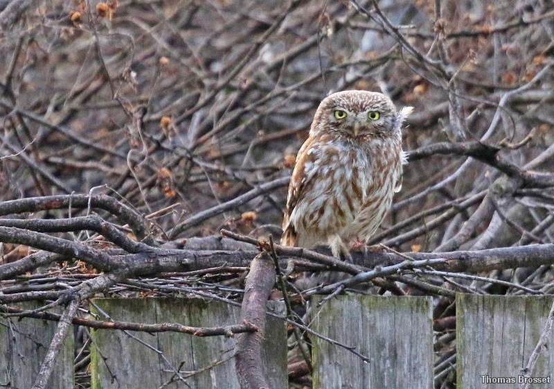 Photo Oiseaux