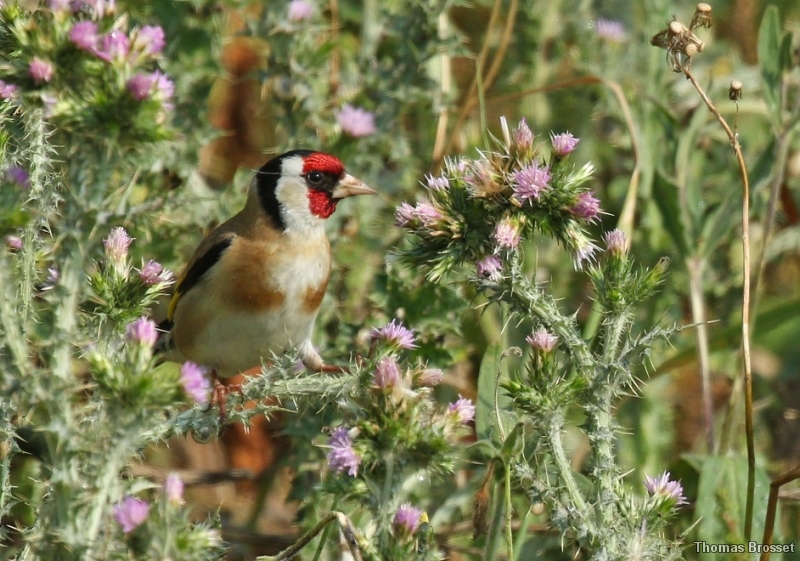 Photo Oiseaux