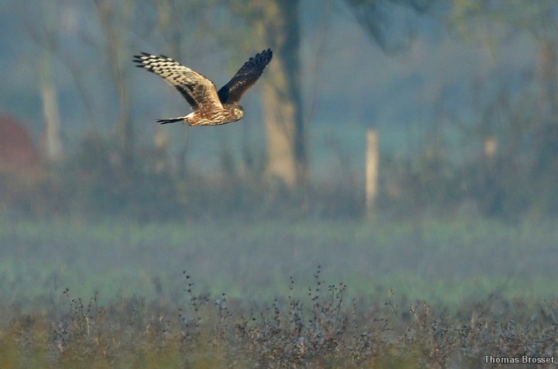 Photo Oiseaux