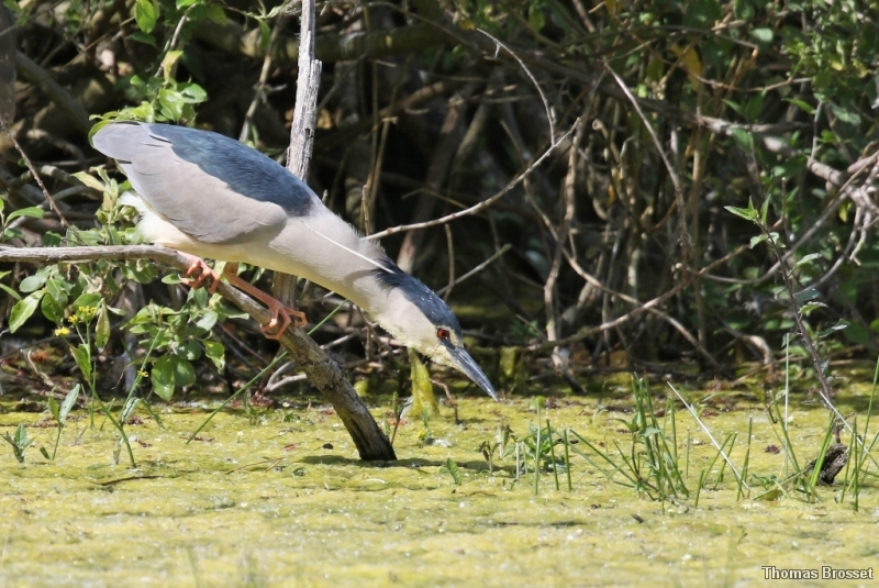 Photo Oiseaux