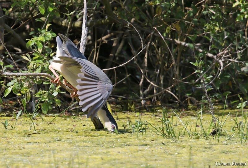 Photo Oiseaux
