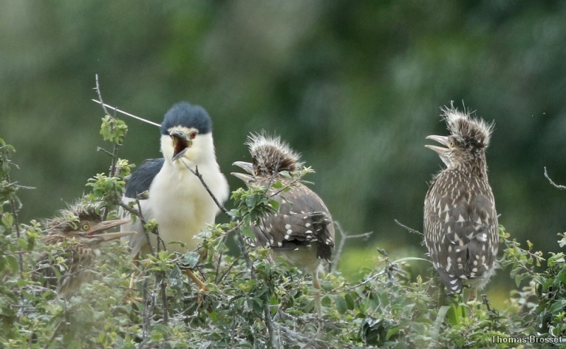 Photo Oiseaux