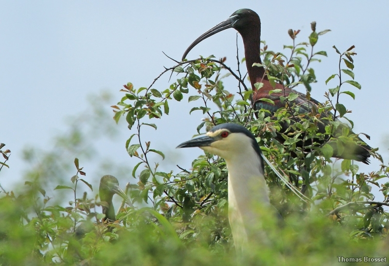 Photo Oiseaux