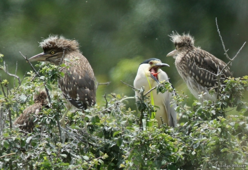 Photo Oiseaux