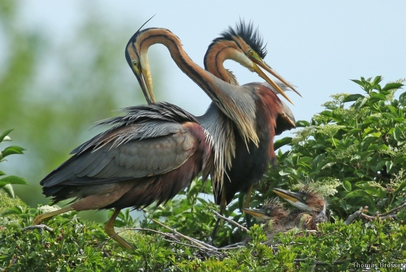 Photo Oiseaux
