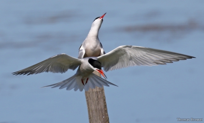 Photo Oiseaux