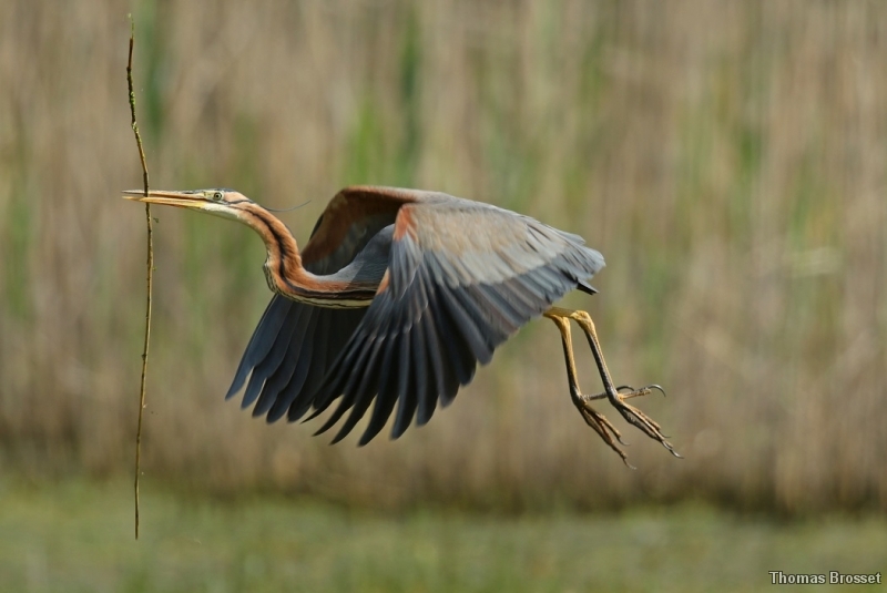 Photo Oiseaux