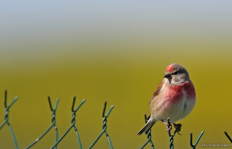 Photo Oiseaux
