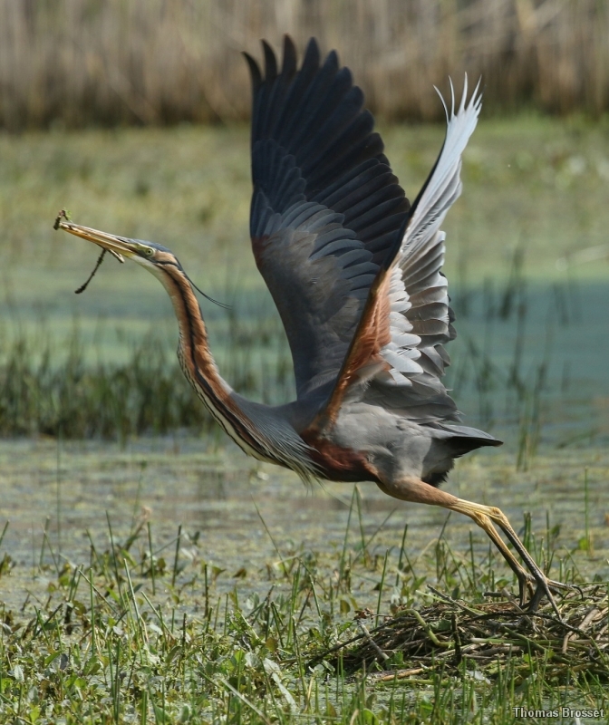 Photo Oiseaux