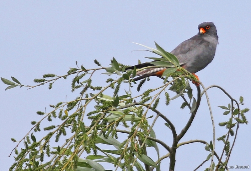 Photo Oiseaux