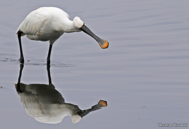 Photo Oiseaux