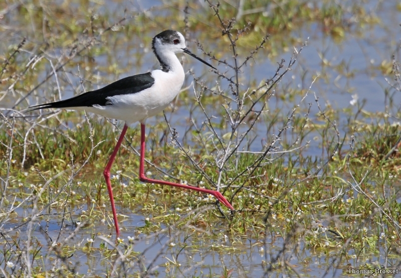 Photo Oiseaux