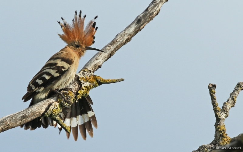 Photo Oiseaux
