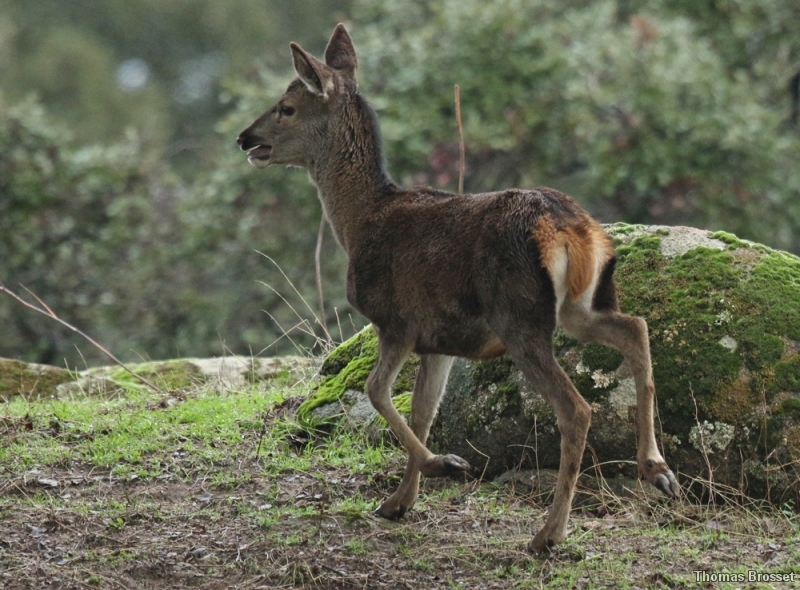 Photo Mammifères