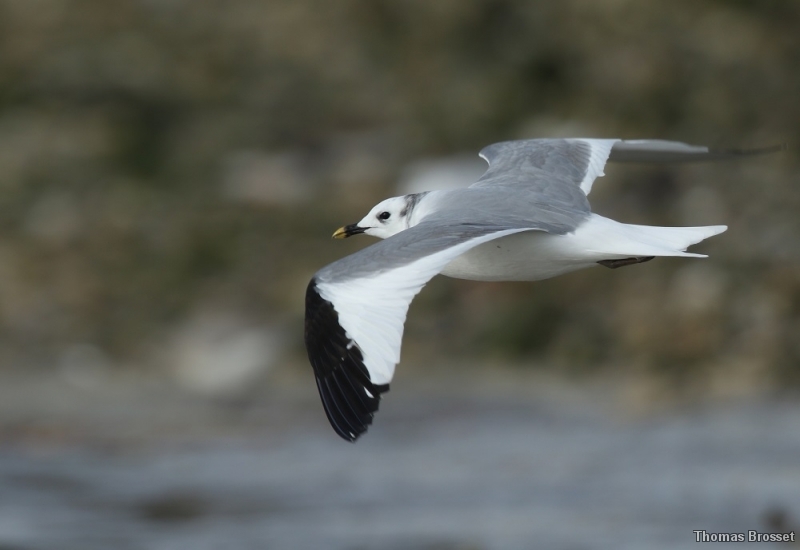 Photo Oiseaux