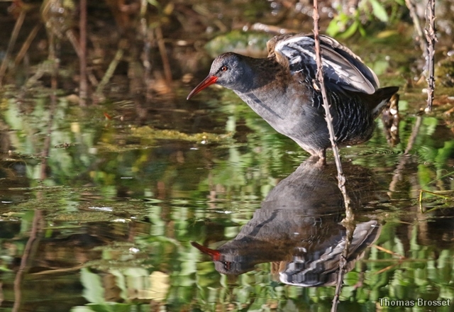 Photo Oiseaux