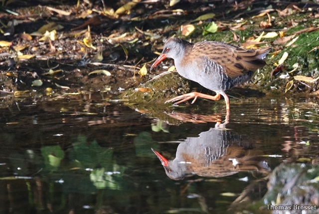 Photo Oiseaux