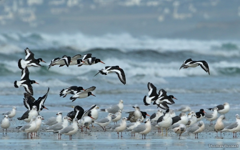 Photo Oiseaux