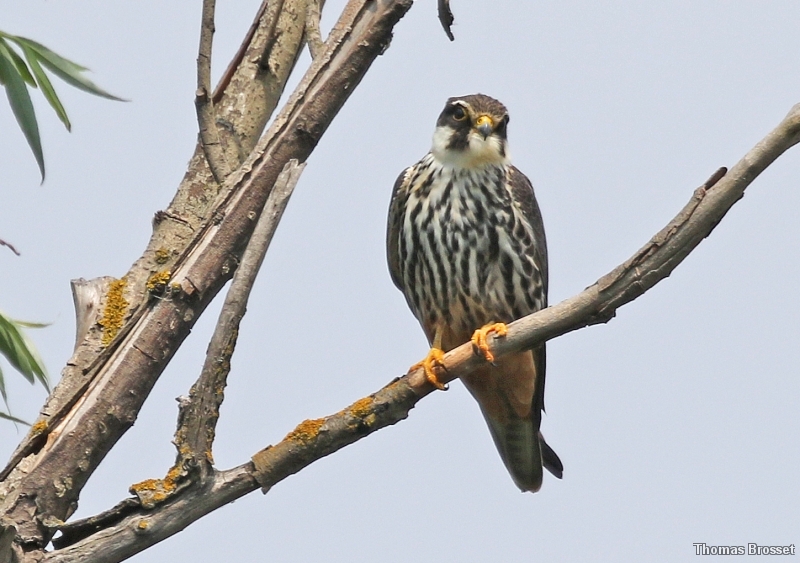 Photo Oiseaux