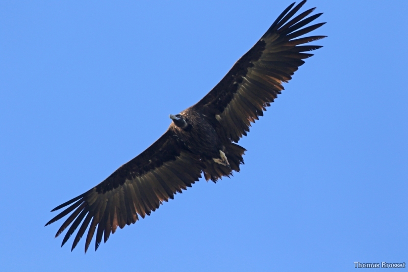 Photo Oiseaux