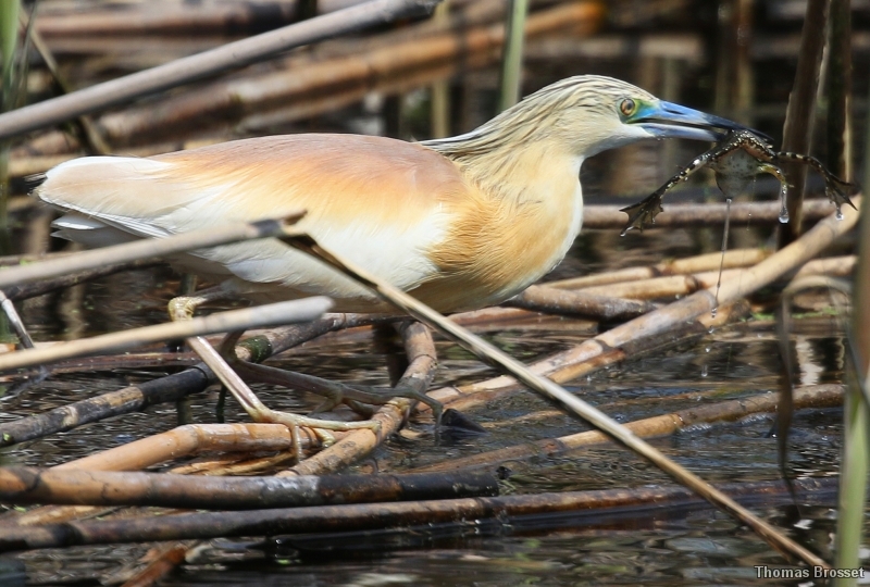 Photo Oiseaux