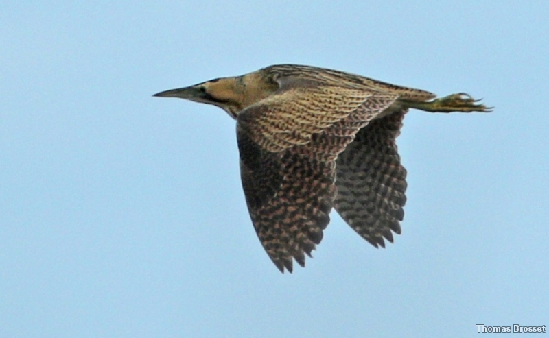 Photo Oiseaux