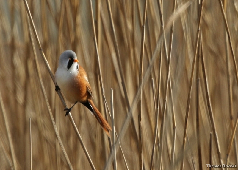 Photo Oiseaux