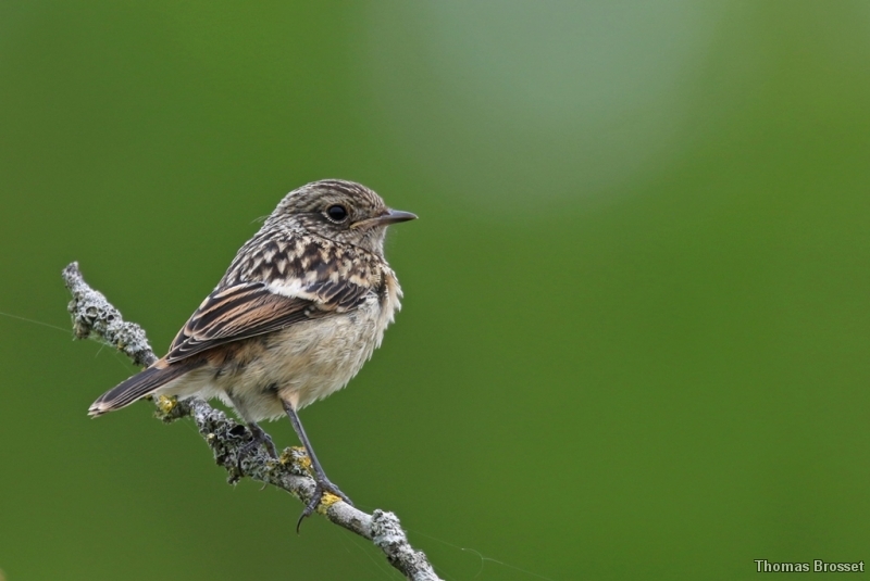 Photo Oiseaux