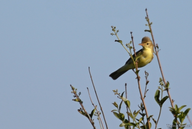 Photo Oiseaux