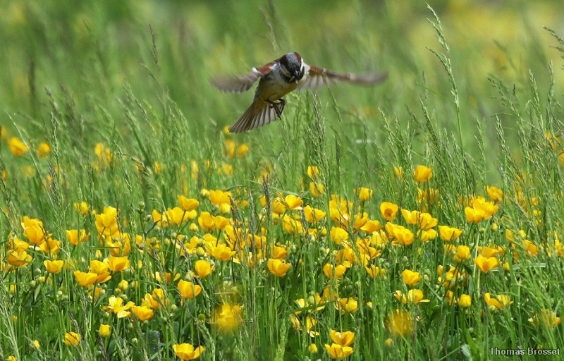 Photo Oiseaux