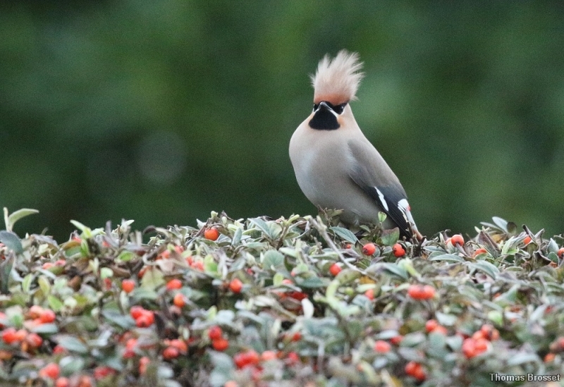 Photo Oiseaux