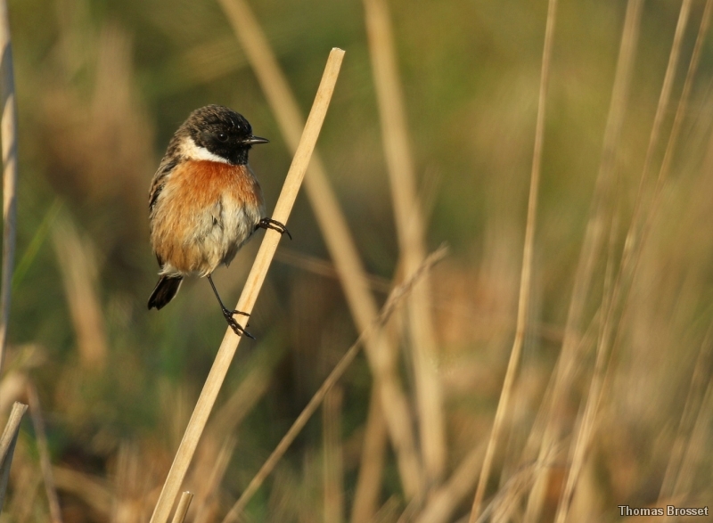 Photo Oiseaux