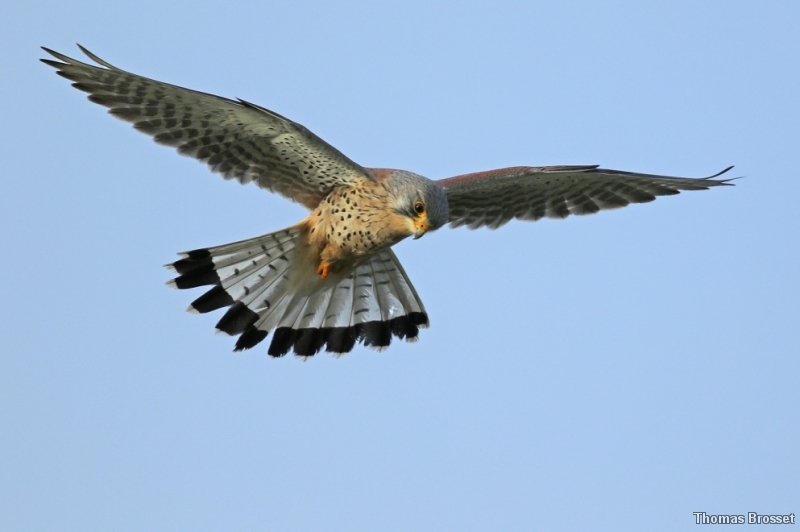 Photo Oiseaux