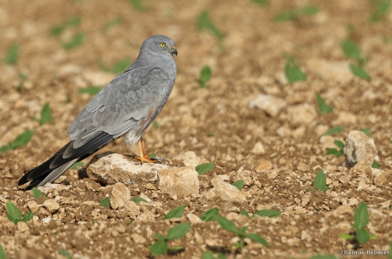 Photo Oiseaux