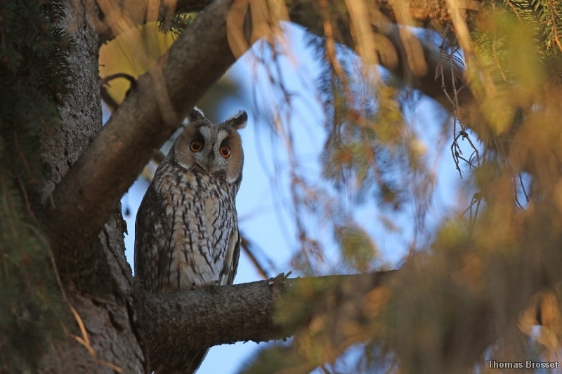 Photo Oiseaux