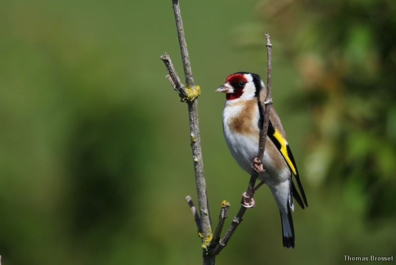 Photo Oiseaux