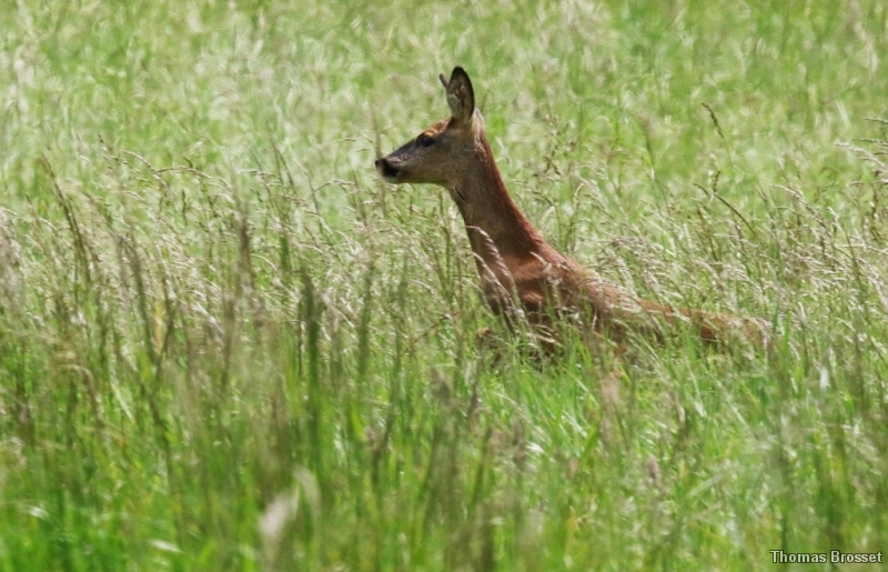 Photo Mammifères