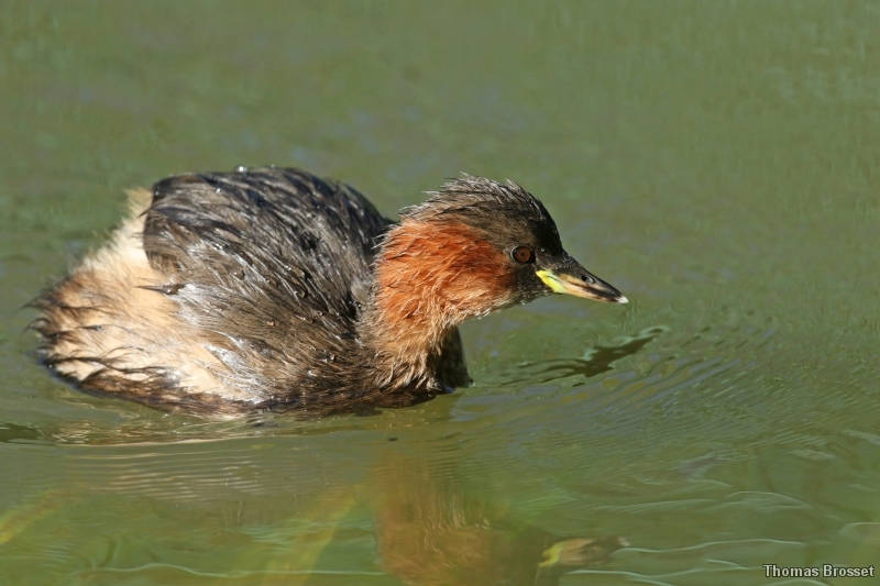 Photo Oiseaux