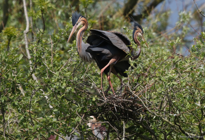 Photo Oiseaux